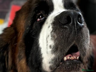 Saint Bernard dogs St.Bernard puppies due late December - Advert 2