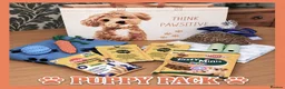 Cavapoo dogs for sale: Gorgeous cavapoo puppies from DNA tested parents - Advert 38