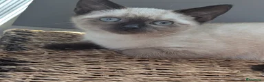 Seal point Siamese