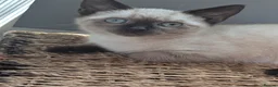 Siamese cats for sale: Seal point Siamese - Advert 13
