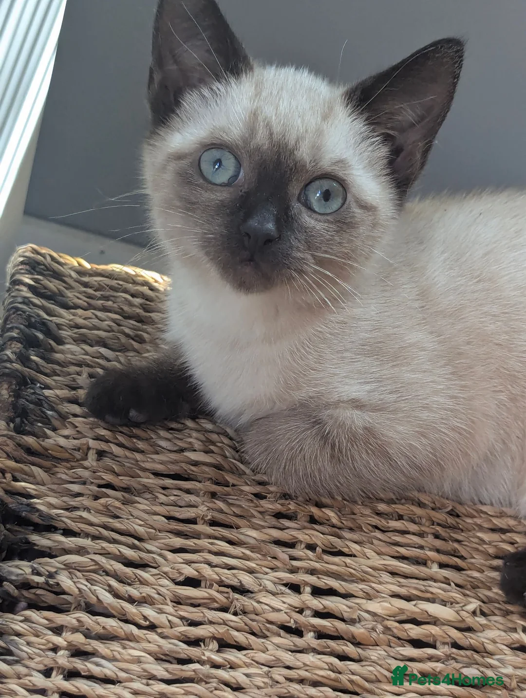Siamese cats for sale: Seal point Siamese - Advert 13