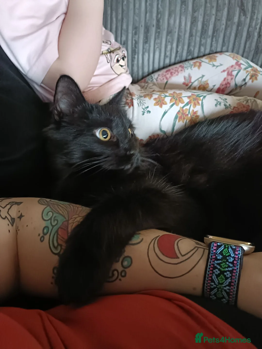 Mixed Breed cats for sale: Noodles Needs a Home with a Garden - Advert 2