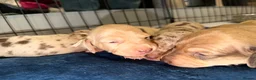 Miniature Dachshund dogs for sale: Isabella & cream dapple puppies  in Barnsley - Advert 10