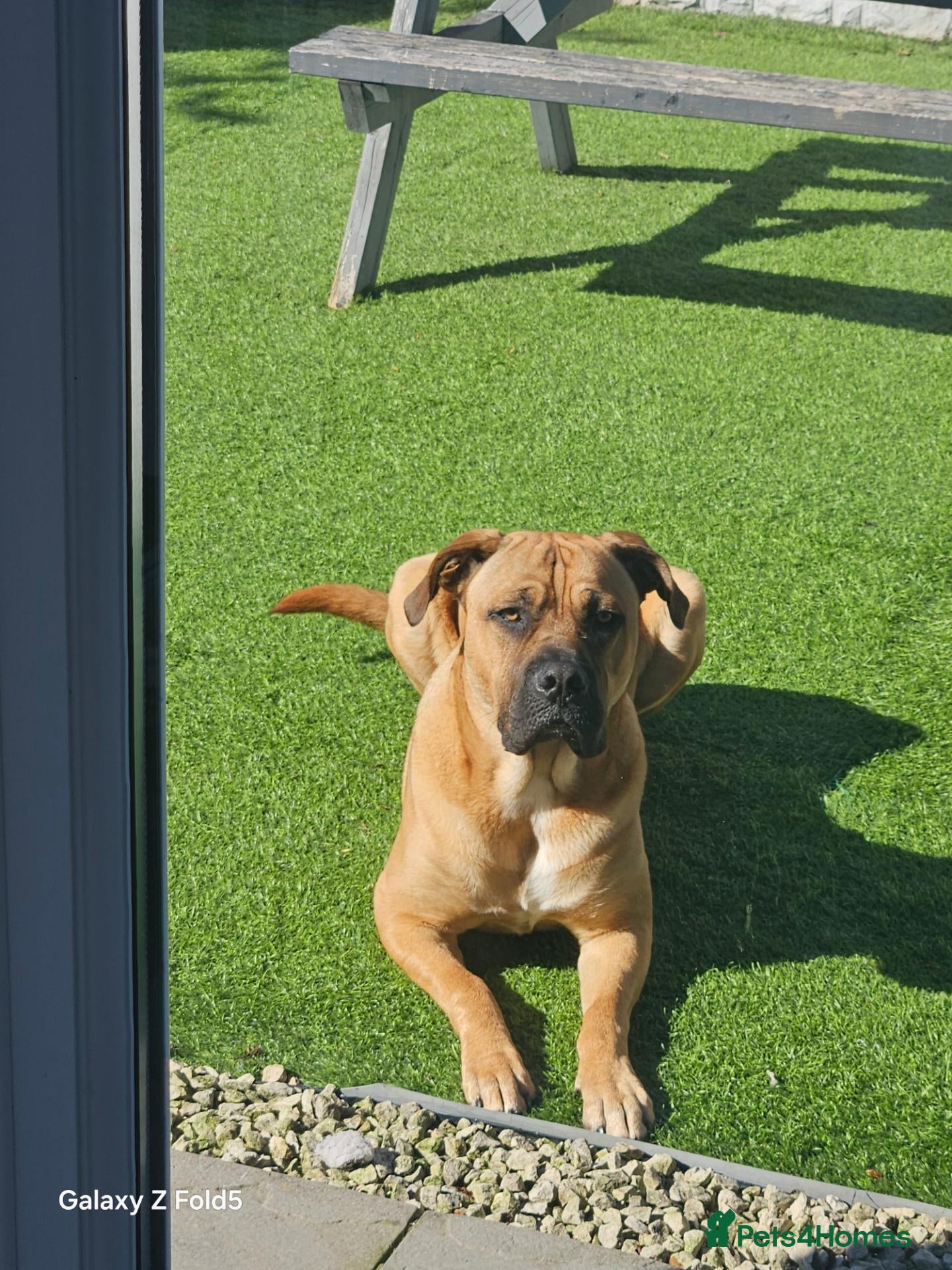Mixed Breed dogs Cross breed Dogue de Bordeux  - Advert 1