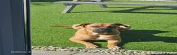 Mixed Breed dogs for sale: Cross breed Dogue de Bordeux  - Advert 1