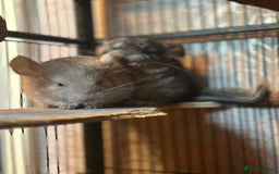 Chinchilla rodents for sale: Beautiful & Friendly Baby Chinchillas  - Image 1