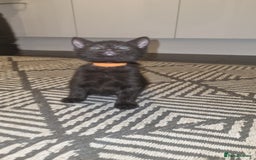 Mixed Breed cats for sale: 5 kittens ready to go - Image 3