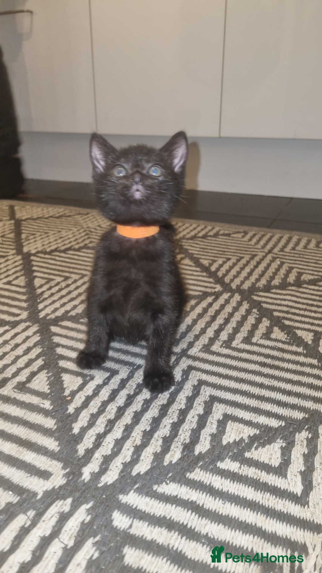 Mixed Breed cats for sale: 5 kittens ready to go - Image 3