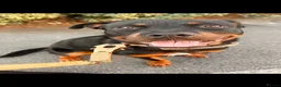 Rottweiler dogs for sale: Rehoming Rottweiler  - Advert 1