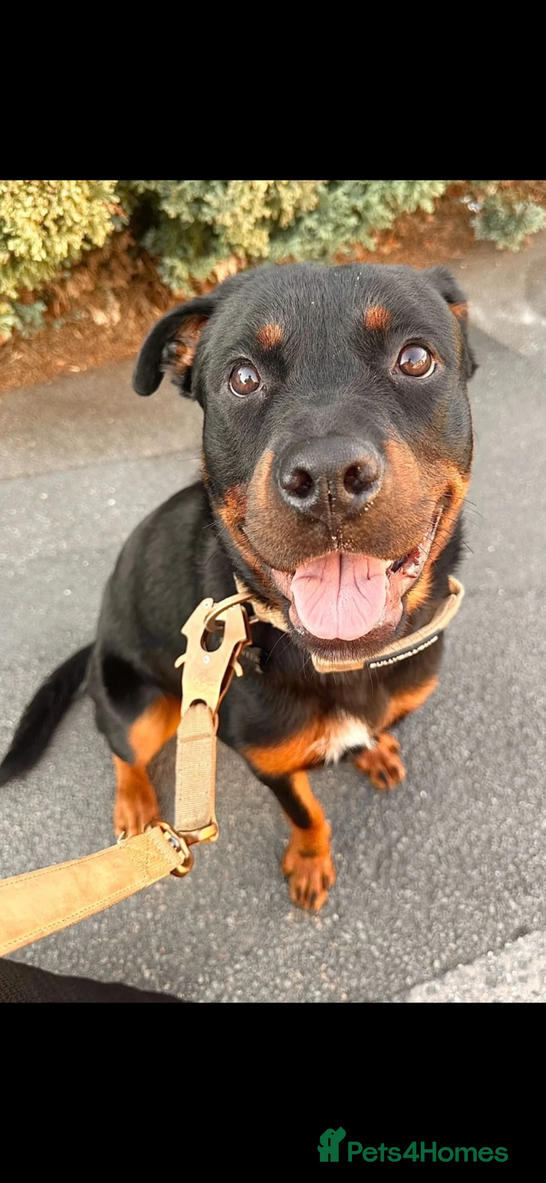 Rottweiler dogs for sale: Rehoming Rottweiler  - Advert 1