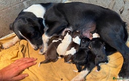 Mixed Breed dogs for sale: 2 gorgeous black Sprollie x Pointer girls - Image 1