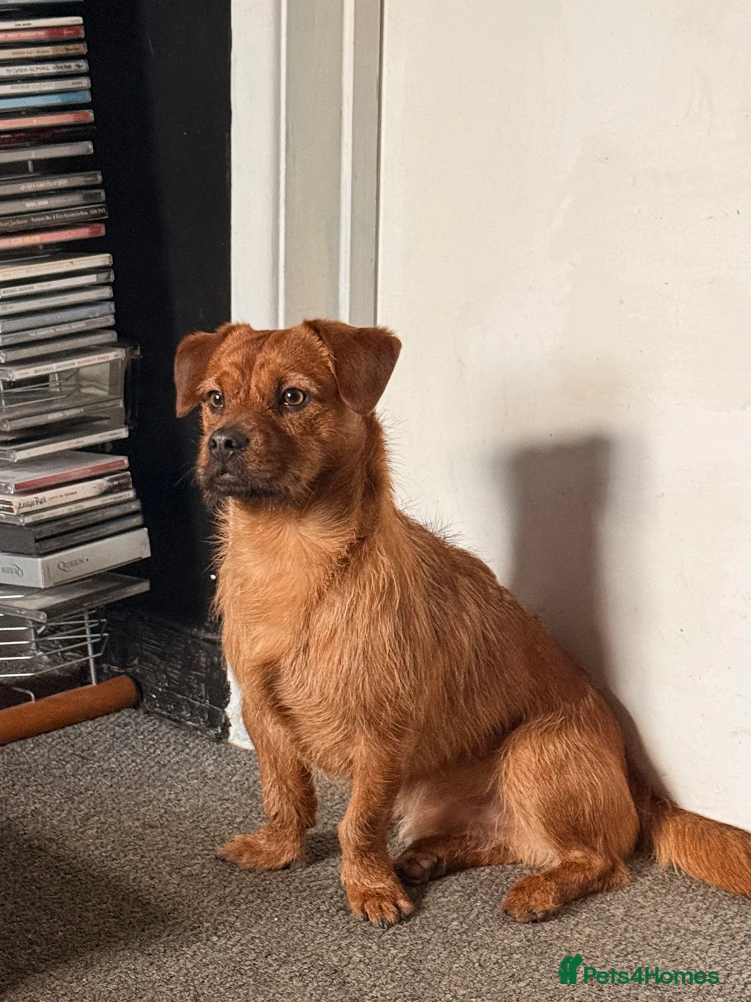 Mixed Breed dogs for sale: Shihtzu fox terrier  - Advert 2