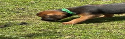 Mixed Breed dogs for sale: Border cross paterdale puppies. - Advert 3