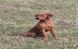 Labrador Retriever dogs for stud: Stunning Red Dog Available At Stud - Image 2