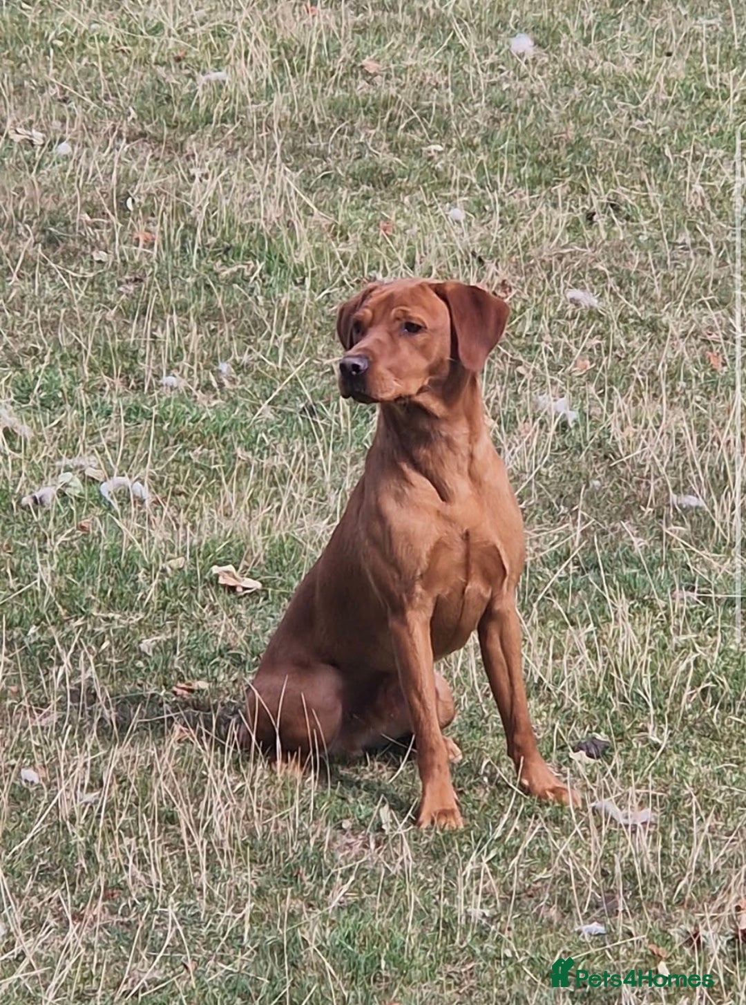Labrador Retriever dogs for stud: Stunning Red Dog Available At Stud - Image 2
