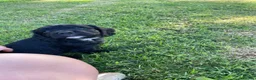 Cocker Spaniel dogs for sale: KC Registered Working Cocker Spaniel Puppies - Advert 10