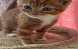 Mixed Breed cats for sale: Beautiful kitties looking for their forever homes. - Image 2
