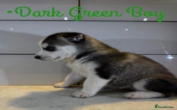 Siberian Husky dogs for sale: Husky Puppies 🩵🩷 - Image 11