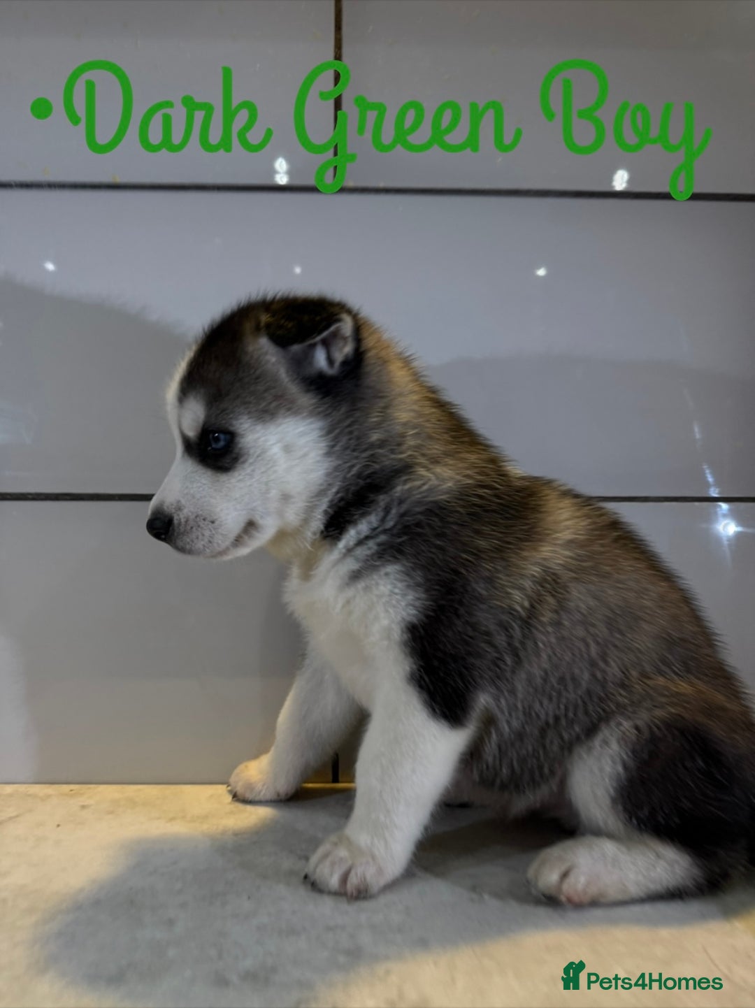 Siberian Husky dogs for sale: Husky Puppies 🩵🩷 - Image 11