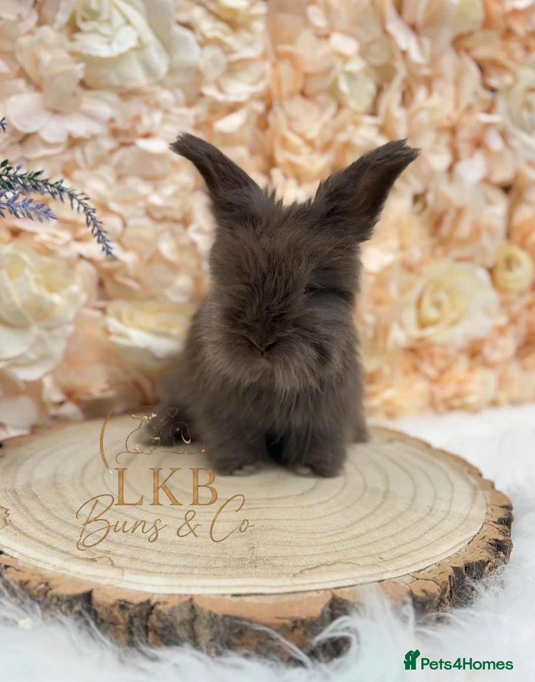 Angora rabbits for sale: 🌟 PEDIGREE ANGORA BABIES 🌟 - Advert 2
