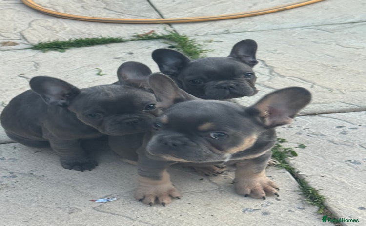 French Bulldog dogs - Advert 3