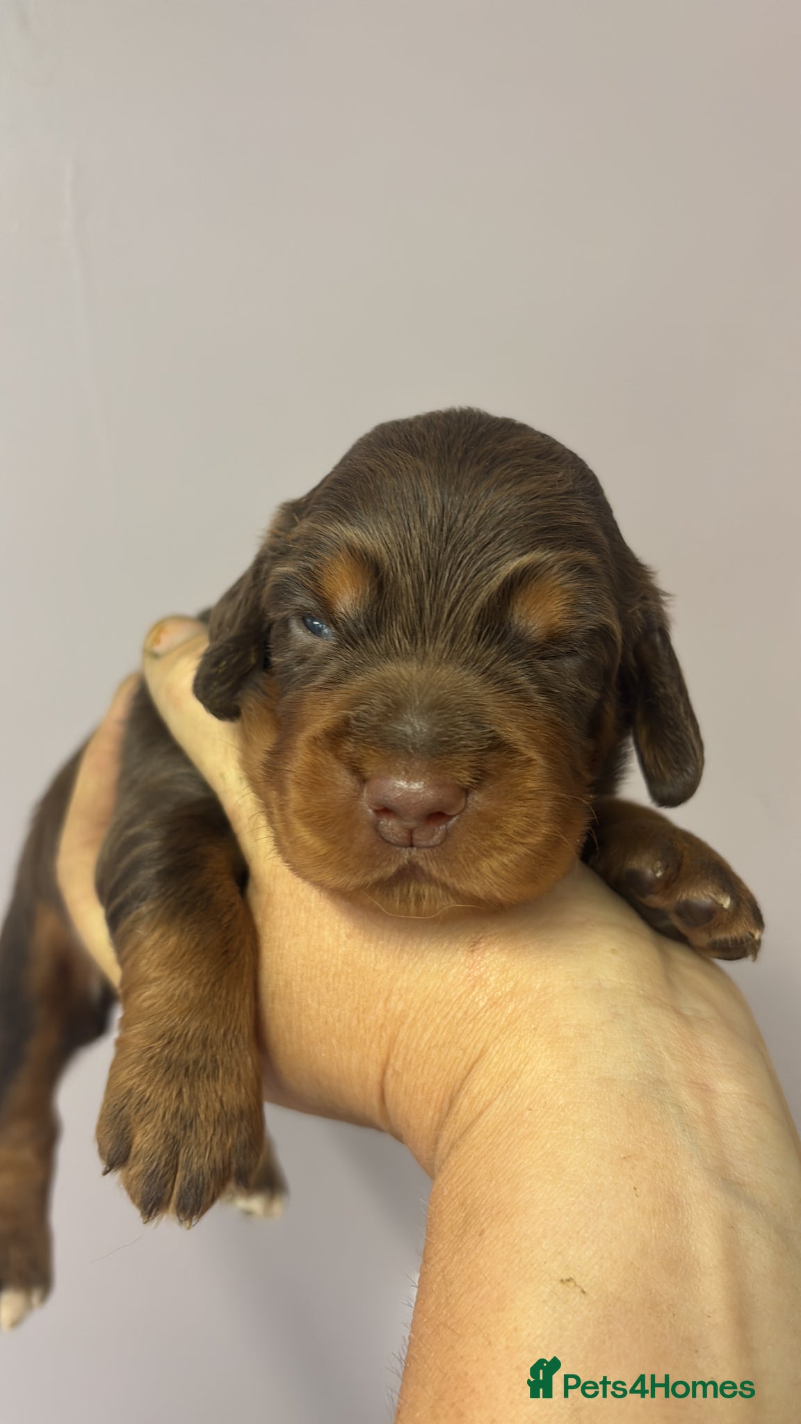 Cocker Spaniel dogs Working Cocker Spaniel Puppies  - Advert 1