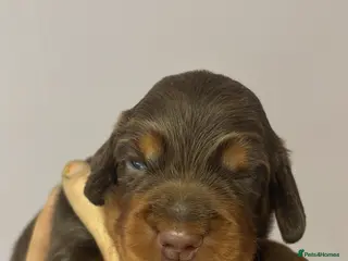 Cocker Spaniel dogs for sale: Working Cocker Spaniel Puppies - Advert 2