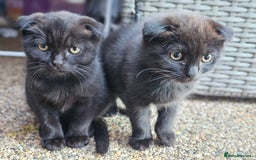 Mixed Breed cats for sale: Scottish Fold Kittens!Rare 🍫chocolate colour🐱 - Image 34