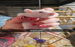 Rat rodents for sale: Baby male rats - Image 6