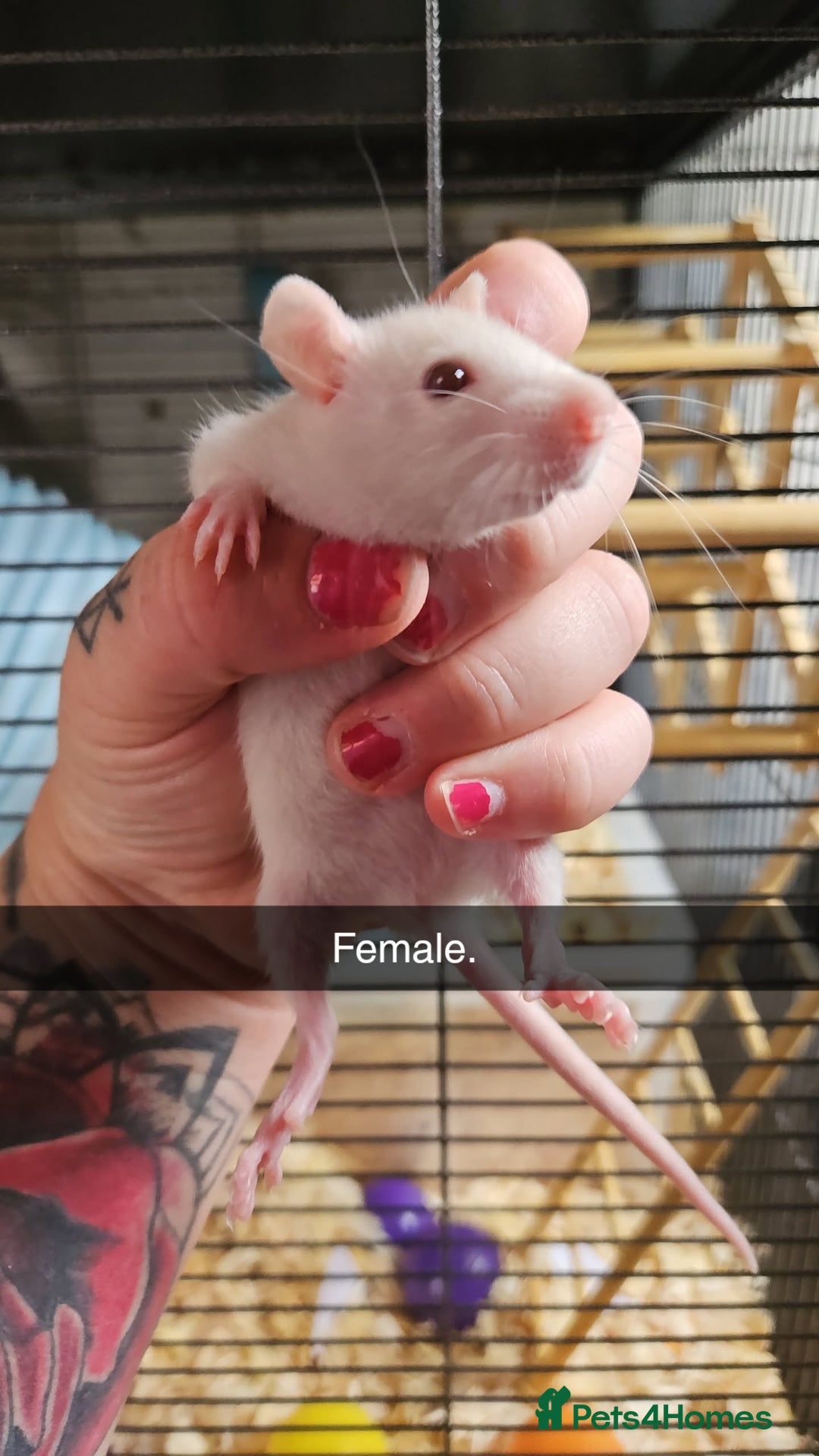 Rat rodents for sale: Baby male rats - Image 6