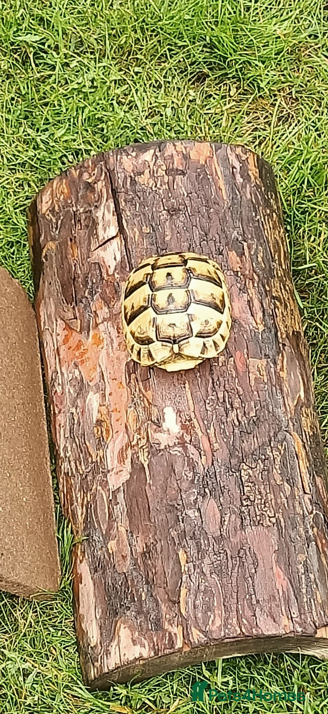 Hermann Tortoise reptiles for sale: 5 Spur Thighed Tortoises  - Image 8