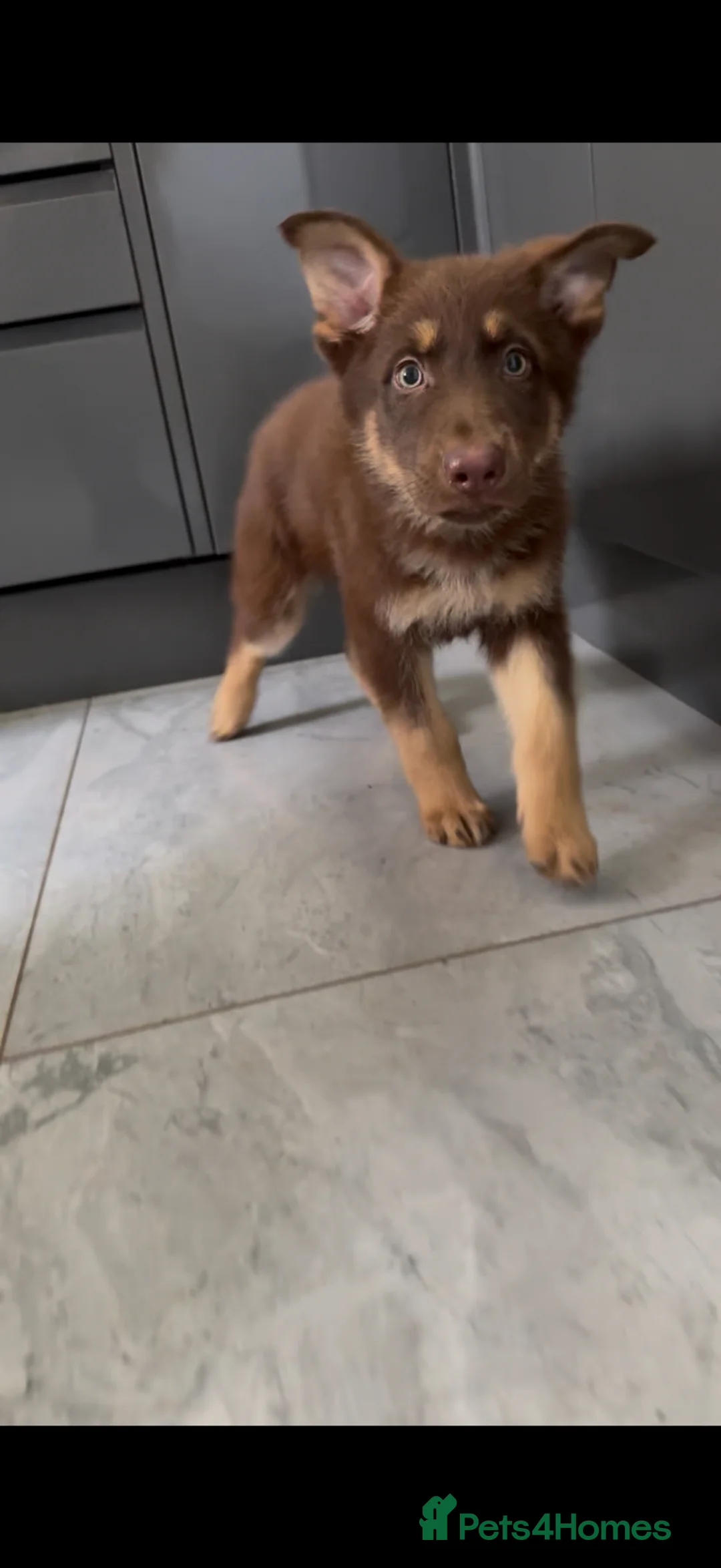 German Shepherd dogs for sale: Stunning liver and cream German shepherd boy  in Ammanford - Advert 1