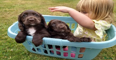 Cocker Spaniel dogs - Advert 10