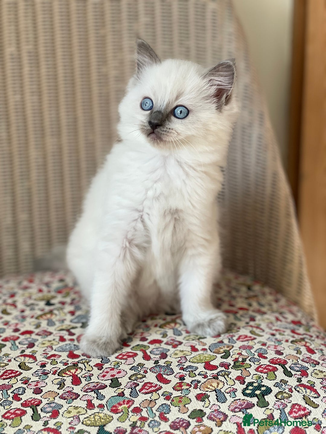 Ragdoll cats for sale:  Beautiful Blue colour point Ragdoll kittens   - Image 6