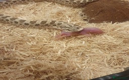 Snake reptiles for sale: Normal Western Hognose available  - Image 2