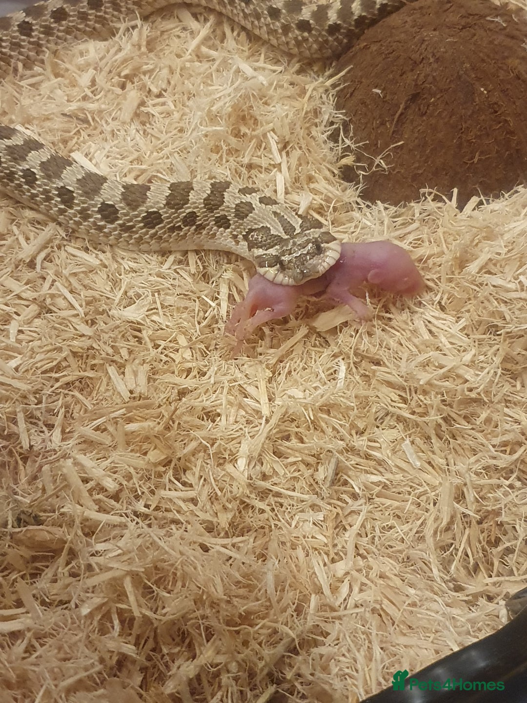 Snake reptiles for sale: Normal Western Hognose available  - Image 2