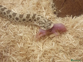 Snake reptiles Feeders available - Advert 9