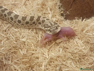 Snake reptiles Feeders available - Advert 2