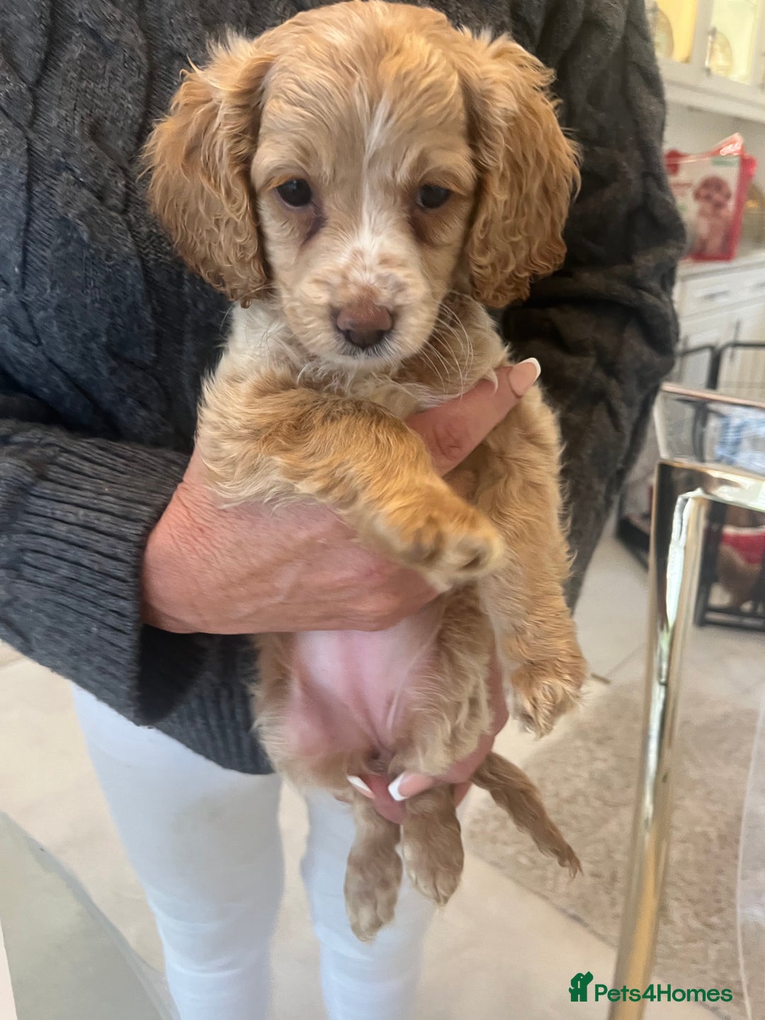 Cockapoo dogs for sale: F1 cockapoo  - Advert 15