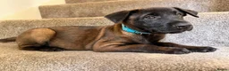Belgian Shepherd Dog dogs for sale: Stunning Belgian Malinois Puppies  - Advert 14