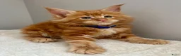 Maine Coon cats for sale: TICa reg 9 XXL Massive Red Kittens - Advert 39
