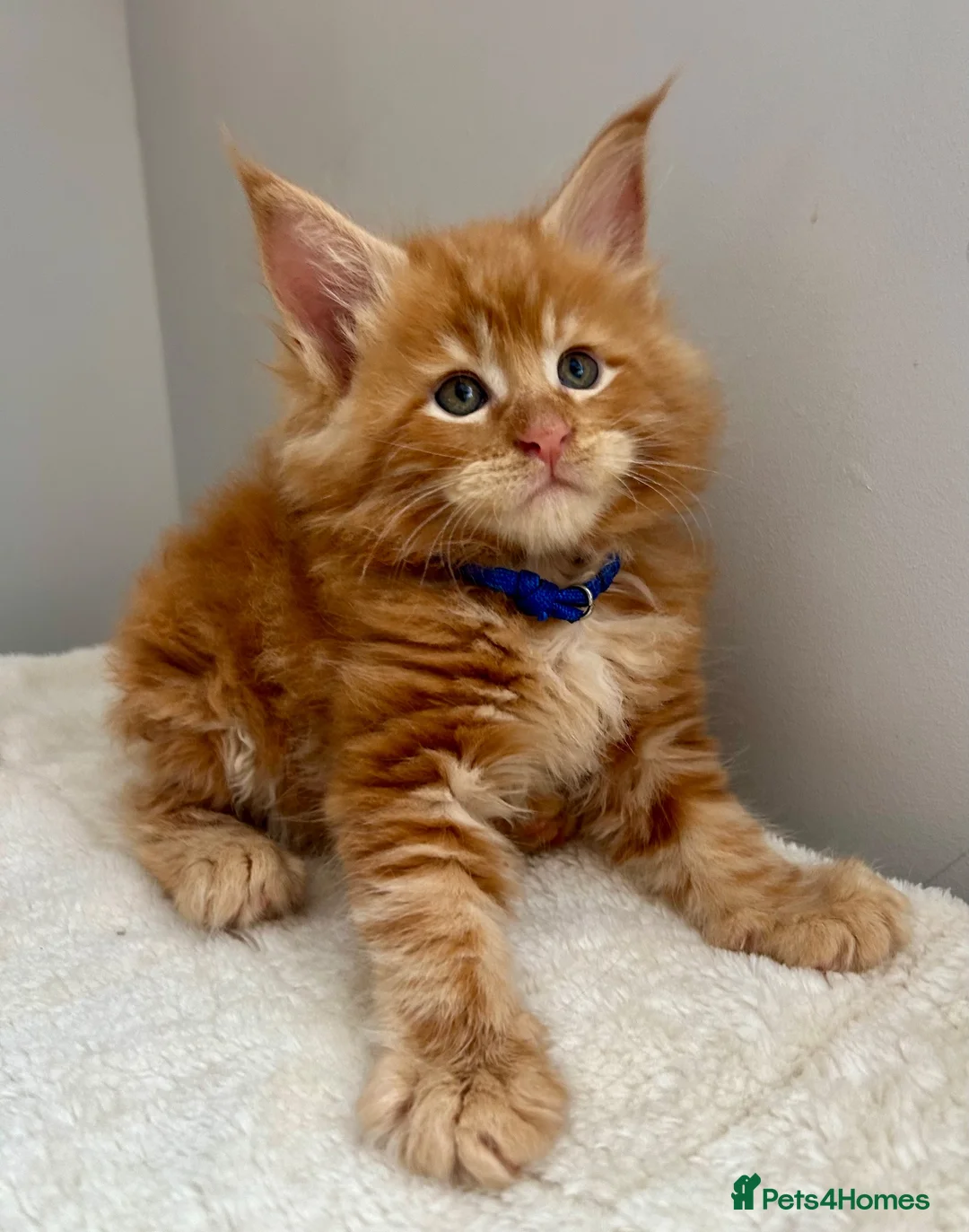 Maine Coon cats for sale: TICa reg 9 XXL Massive Red Kittens - Advert 39