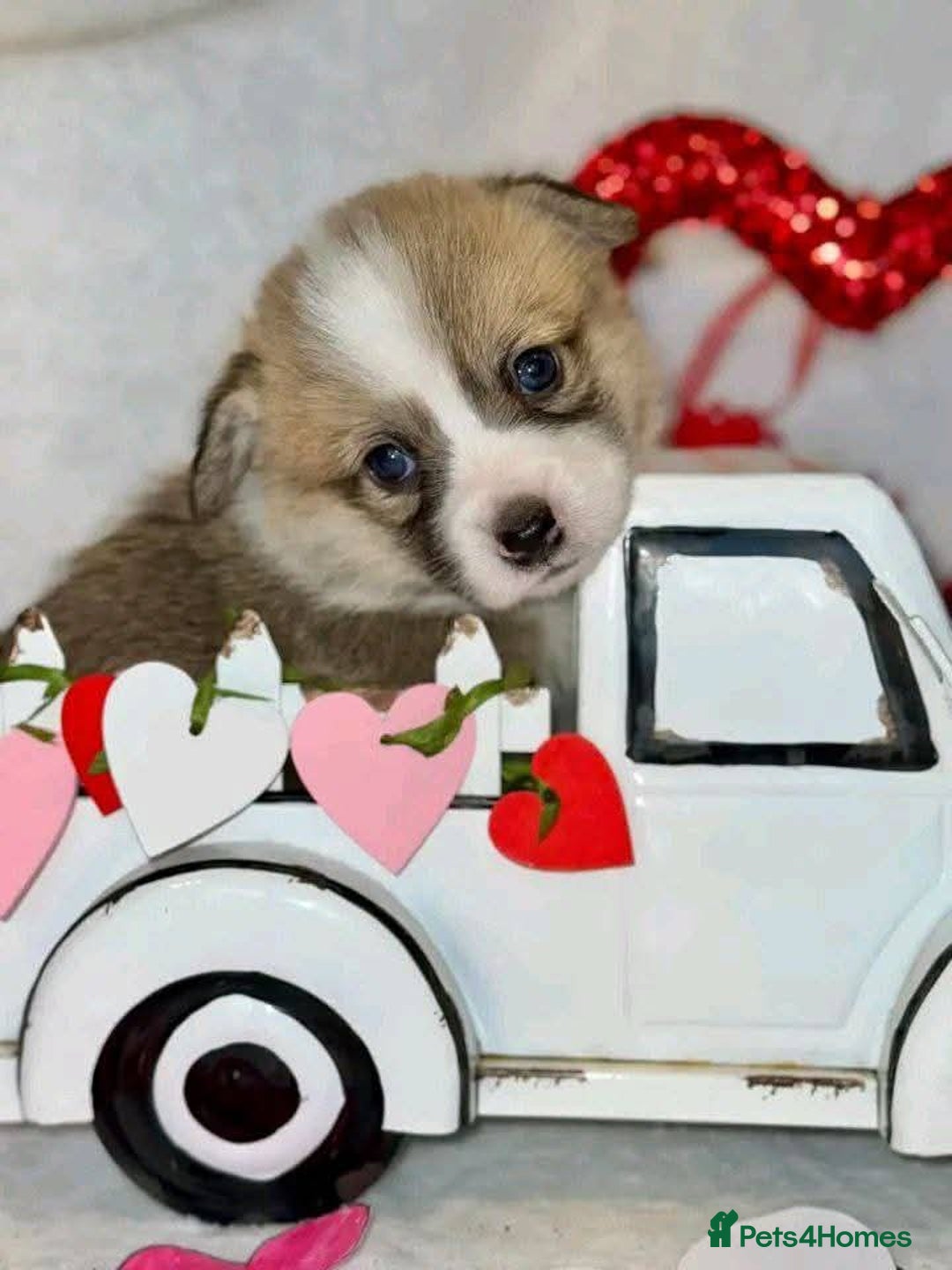 Welsh Corgi Pembroke dogs for sale: cute corgi puppy ready to meet new family  - Image 2