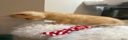 Mixed Breed cats for sale: Beautiful kittens looking for forever homes - Advert 6