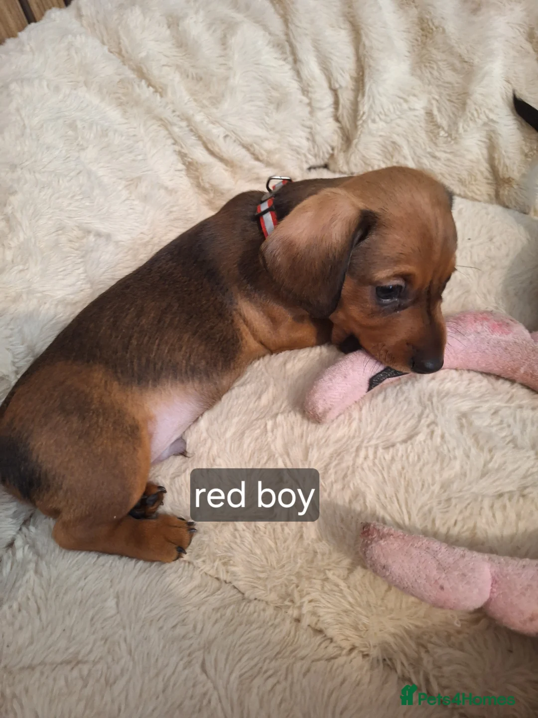 Miniature Dachshund dogs for sale:  miniature smooth coated dachshunds  in Fakenham - Advert 8