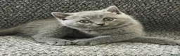 British Shorthair cats for sale: SOLD Only one Purebred Britishshorthair girls  - Advert 3