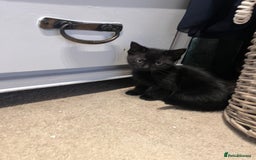 British Shorthair cats for sale: kittens for sale - Image 1