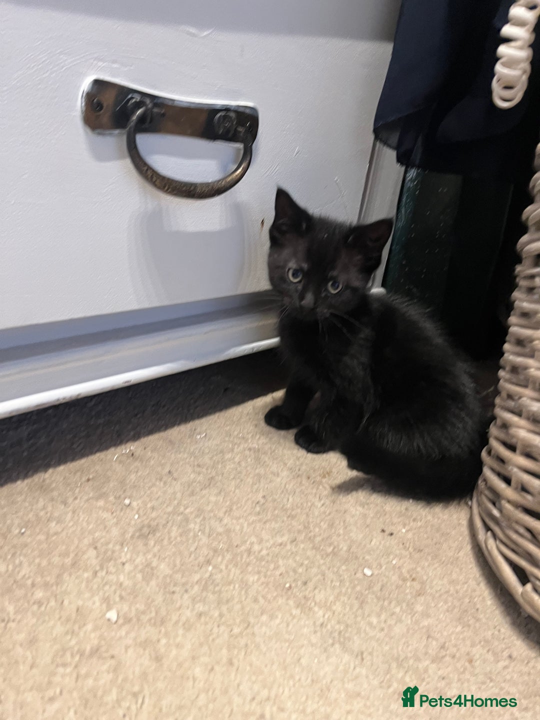 British Shorthair cats for sale: kittens for sale - Image 1