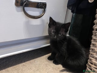 British Shorthair cats - Advert 6