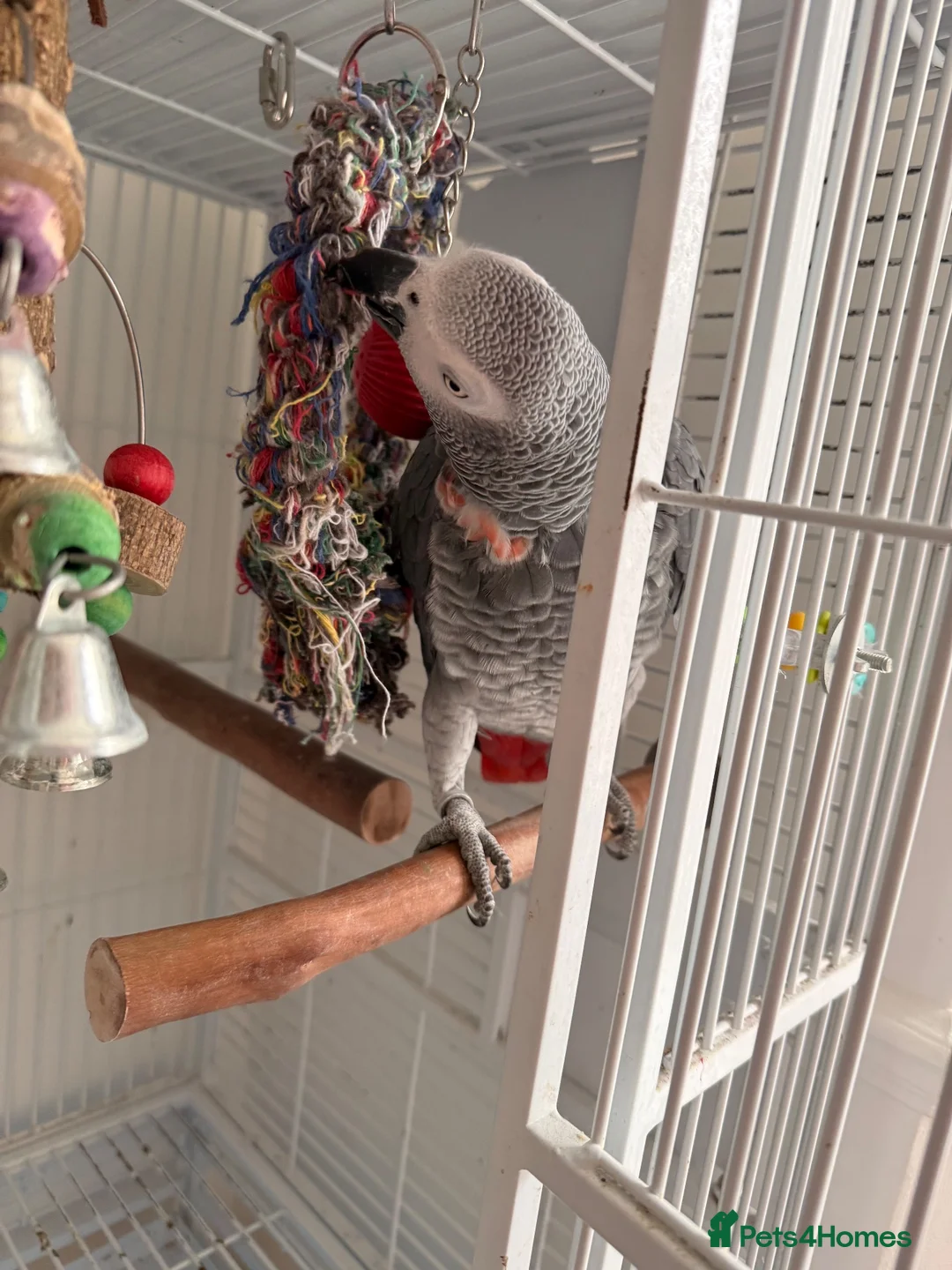 Parrots birds for sale: African Grey aka “Ollie”  in Dover - Advert 2